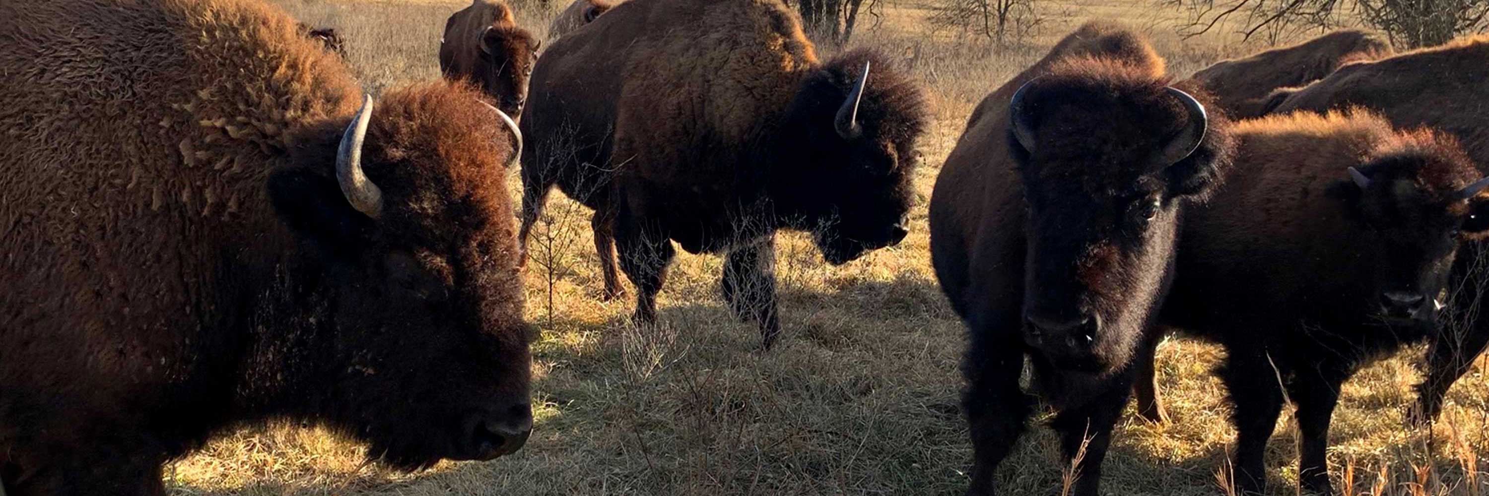 A photo of bison