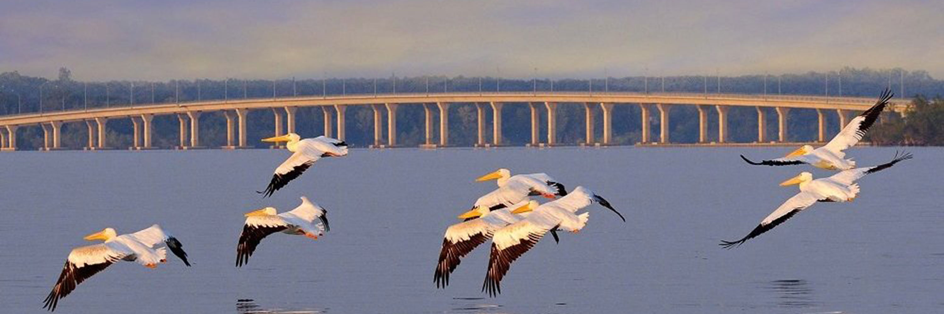 Photo of birds over water with a bridge in the background
